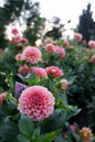 KA’s® Boho Peach Tuber