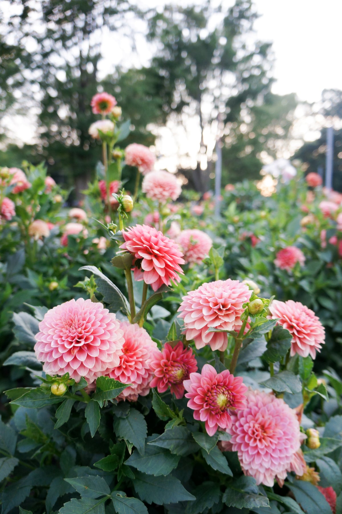 KA’s® Boho Peach Tuber