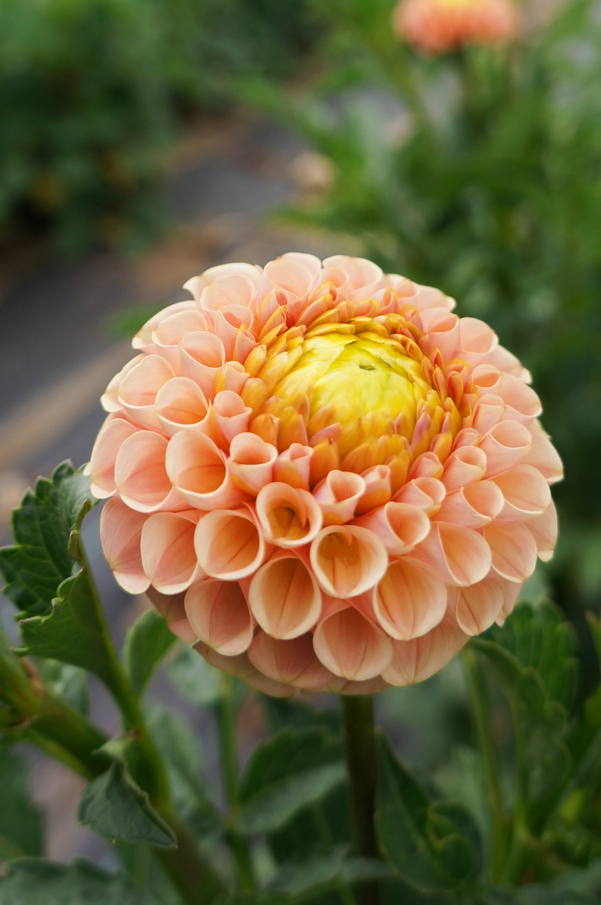 KA’s® Honeycomb Tuber