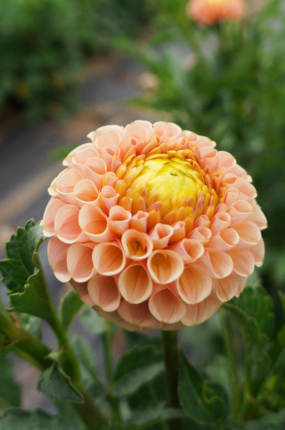 KA’s® Honeycomb Tuber