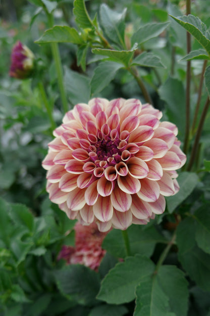 KA’s® Rhubarb Tuber