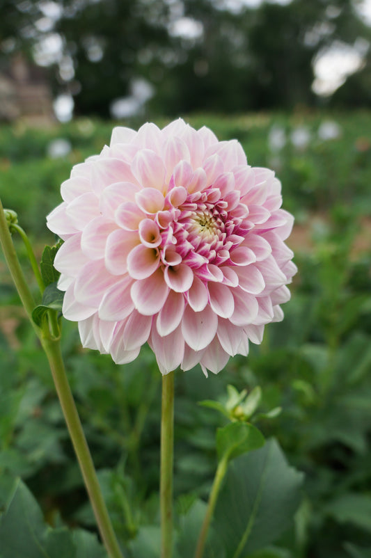 KA’s® Rose Quartz Tuber