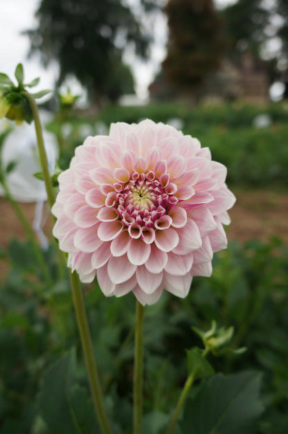 KA’s® Rose Quartz Tuber
