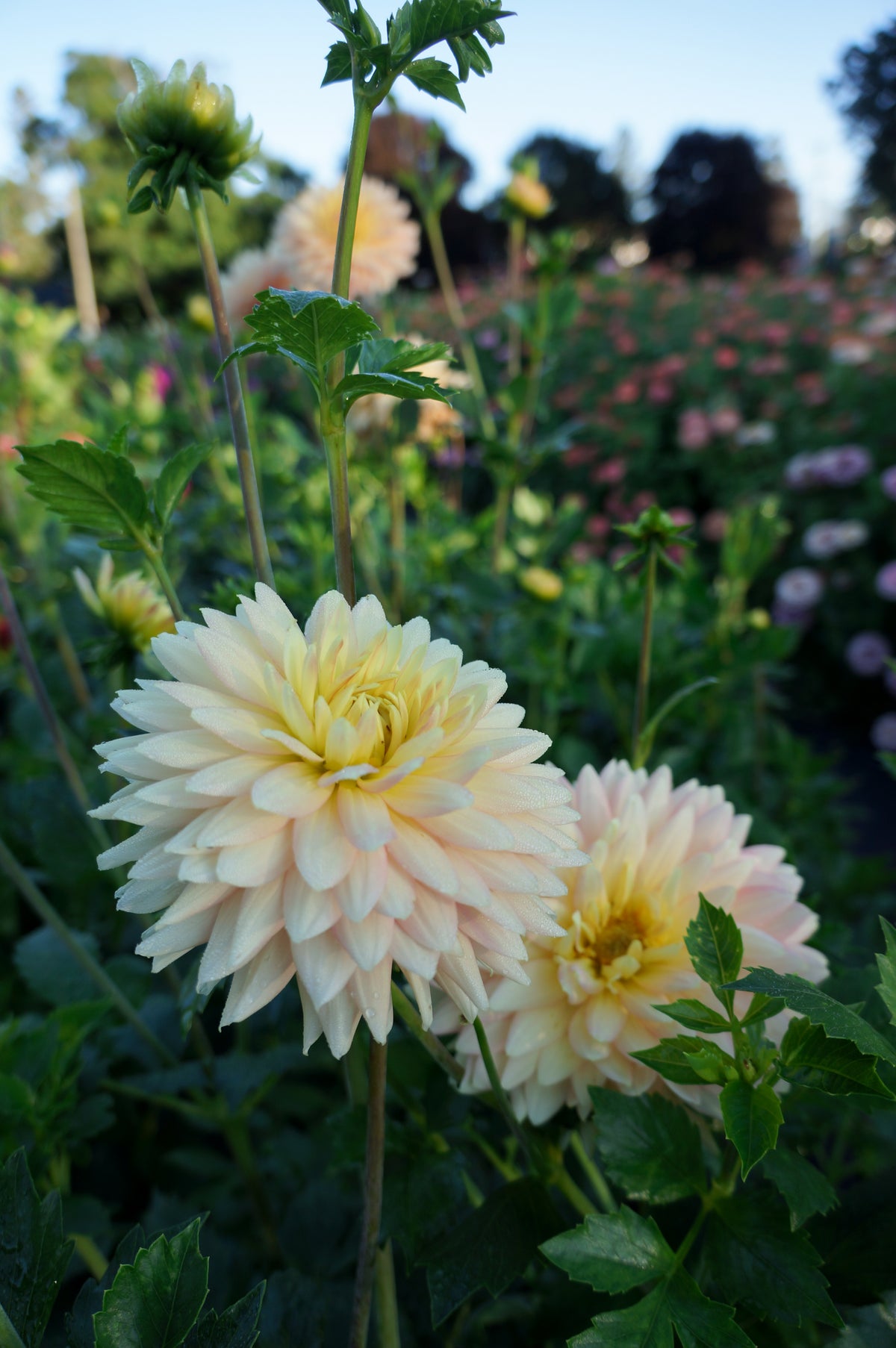 L. Hazy Tuber