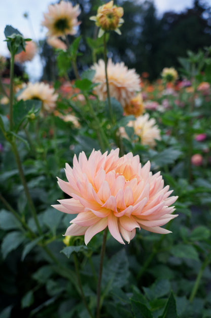 L. Hazy Tuber