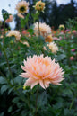 L. Hazy Tuber