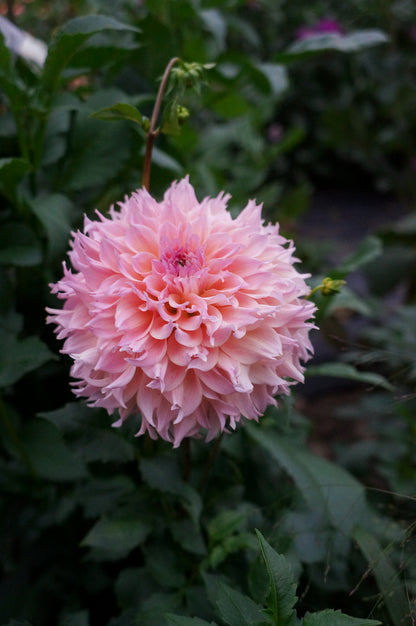 Lee's Pink Grapefruit Tuber