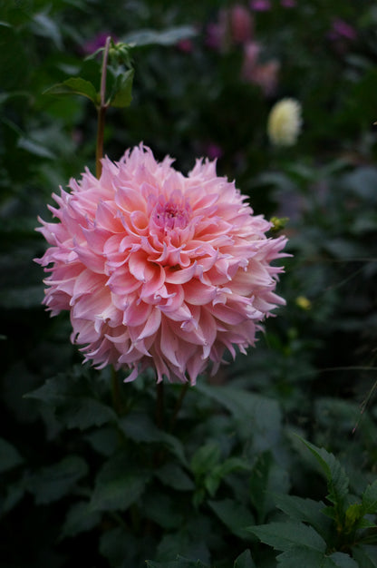 Lee's Pink Grapefruit Tuber