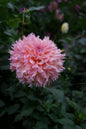 Lee's Pink Grapefruit Tuber