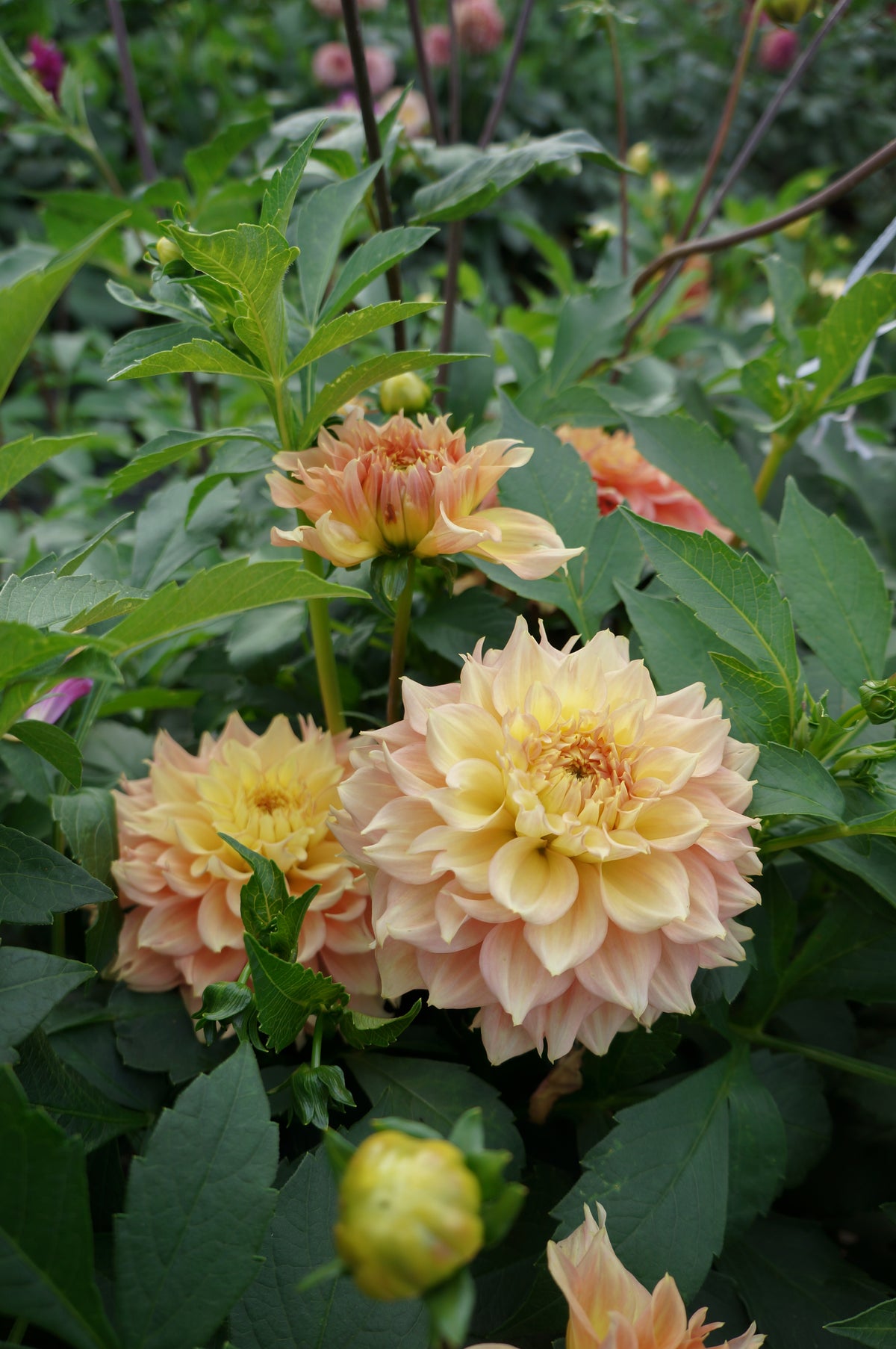 Lee's Savannah Spring Tuber