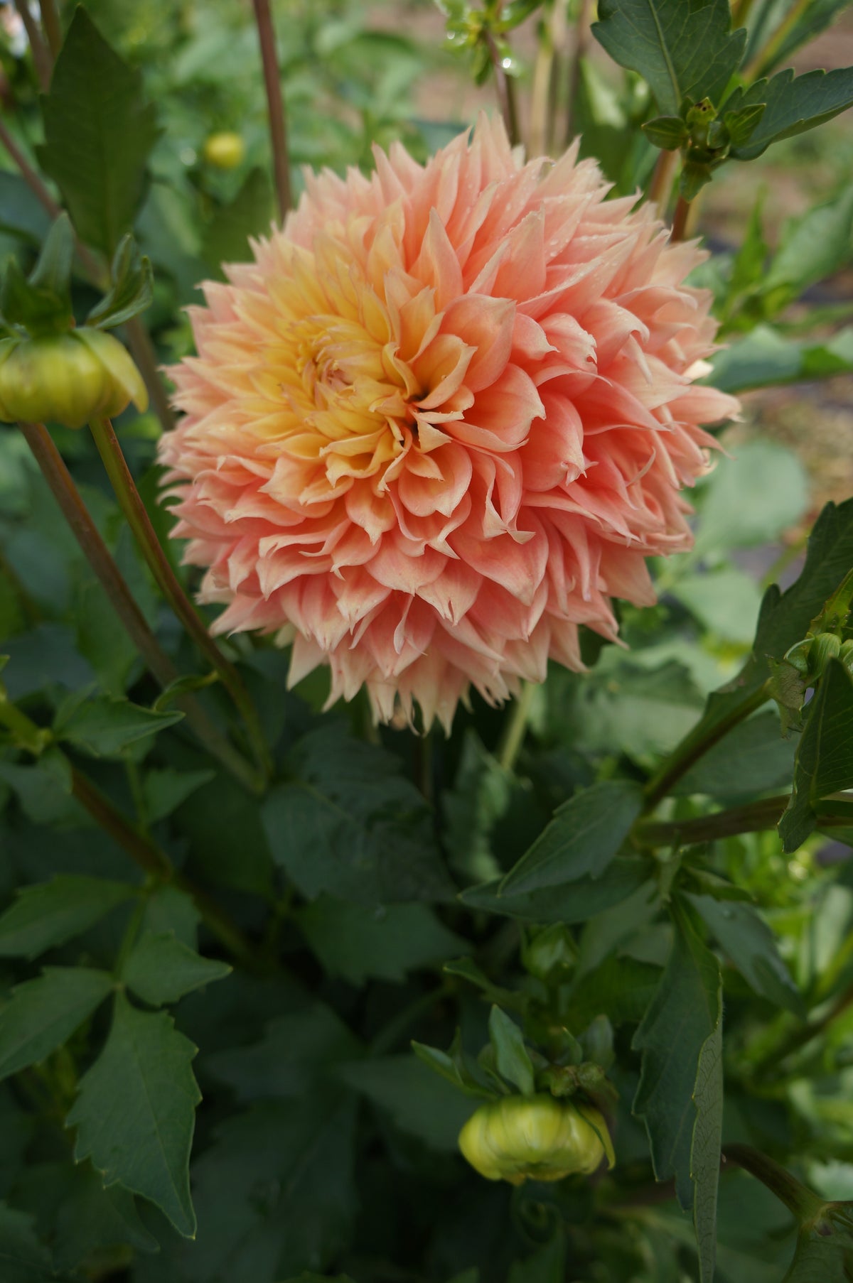 Lee's Apricot Fizz Tuber