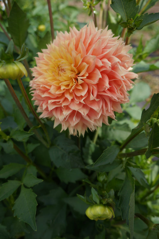 Lee's Apricot Fizz Tuber