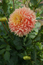 Lee's Apricot Fizz Tuber