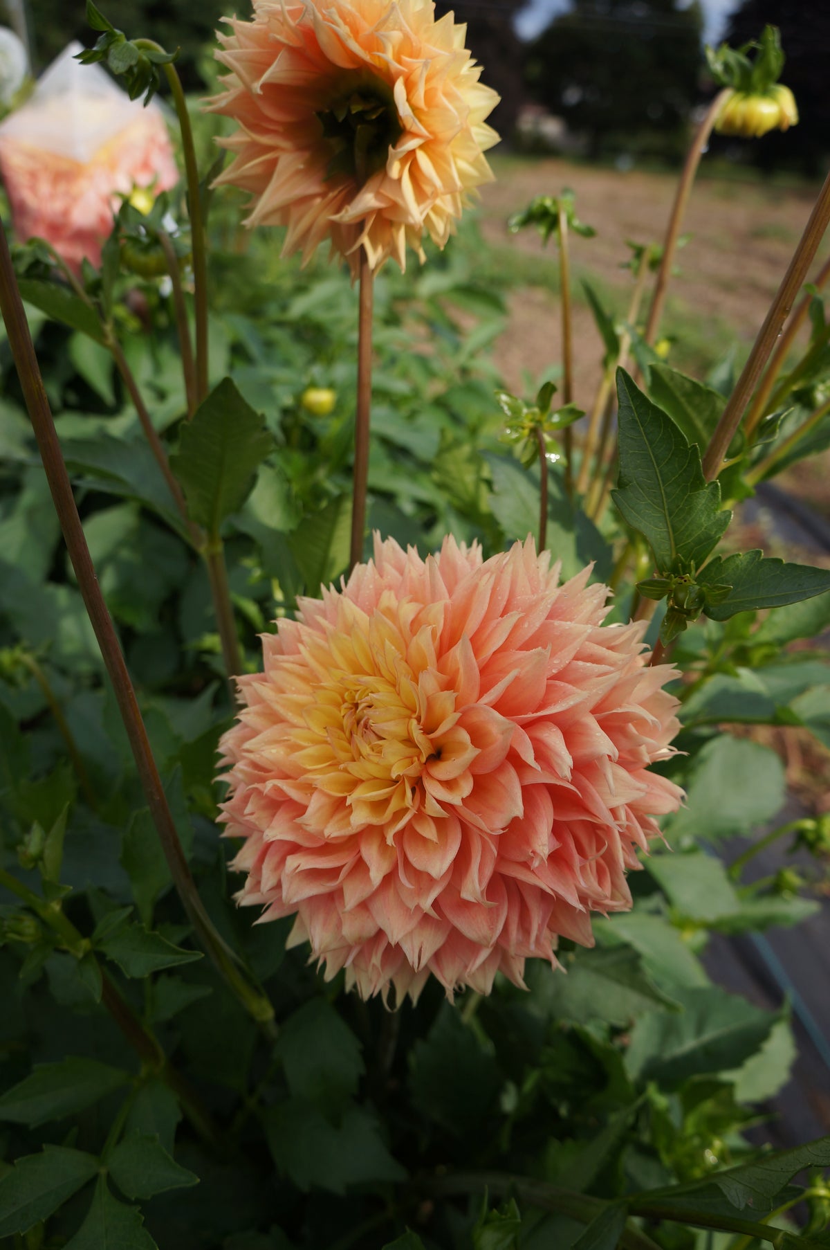 Lee's Apricot Fizz Tuber