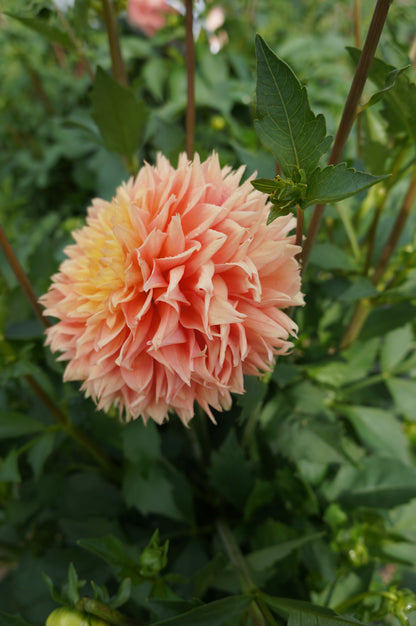 Lee's Apricot Fizz Tuber