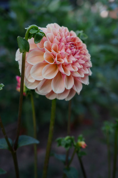 Lee's Beech Glow Dahlia