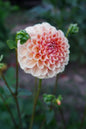 Lee's Beech Glow Dahlia