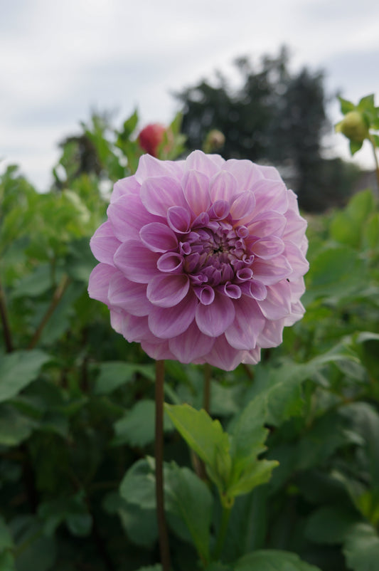 Lee's Provence Tuber