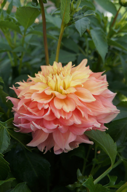 Lee's Savannah Spring Tuber