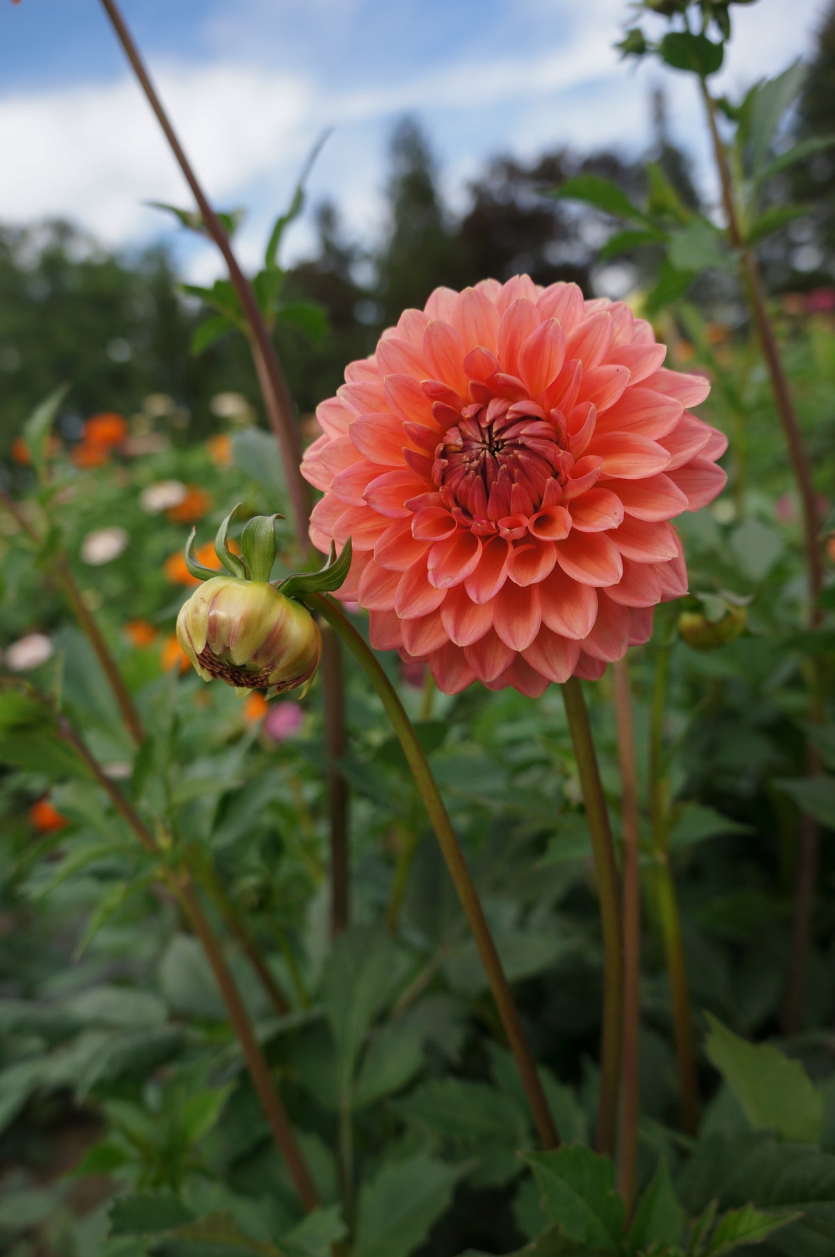 Lee's Zesty Peach Tuber