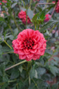 Letterkenny Tea Rose Tuber