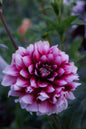 Letterkenny Cherry Lady Tuber