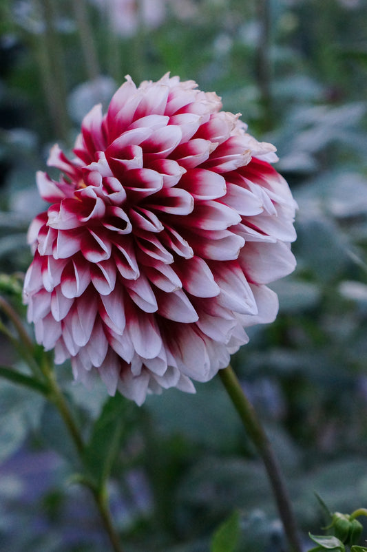 Letterkenny Sweetheart Tuber
