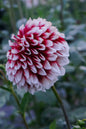 Letterkenny Sweetheart Tuber