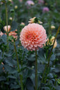 Levi's Cantaloupe Tuber