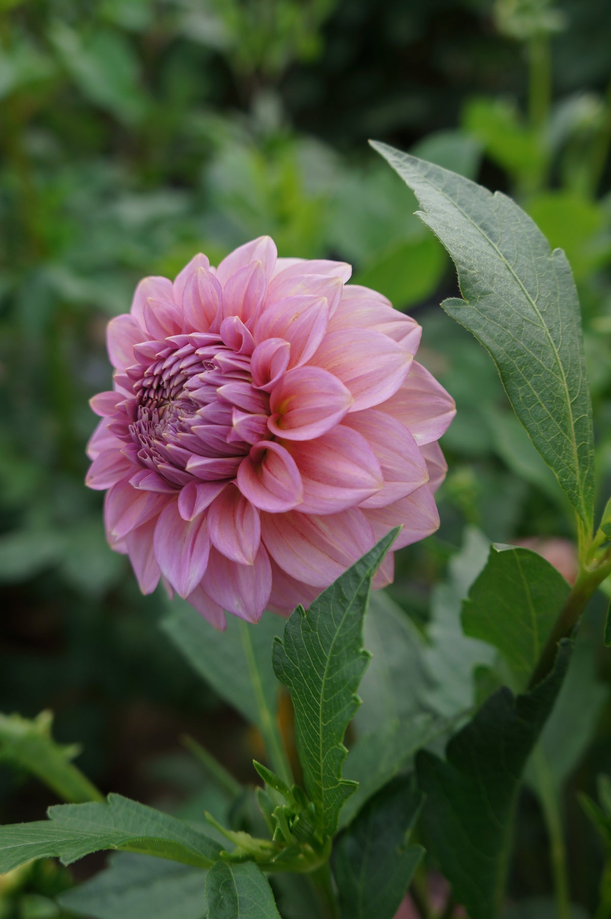 Levi's Bubblegum Tuber