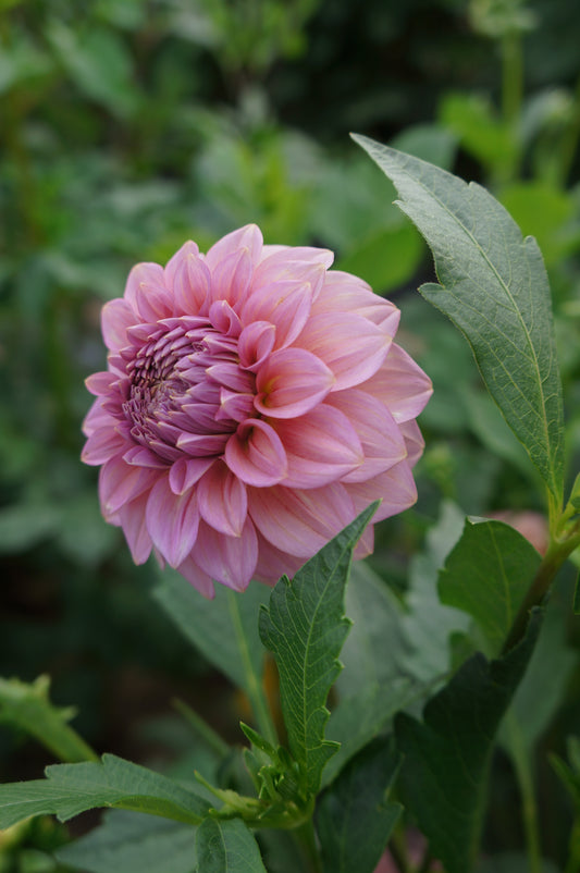 Levi's Bubblegum Tuber