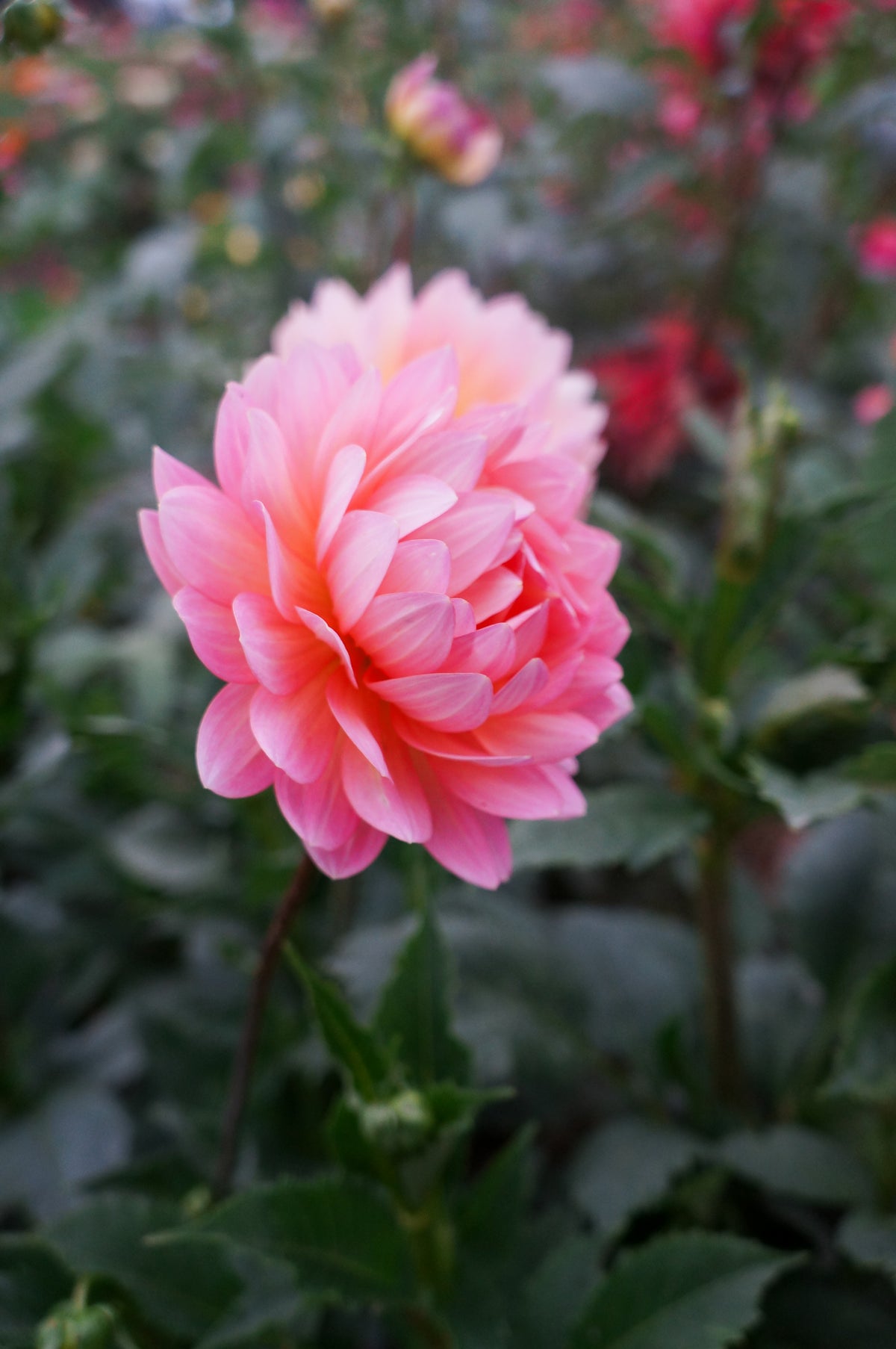 Ms Peachy Tuber