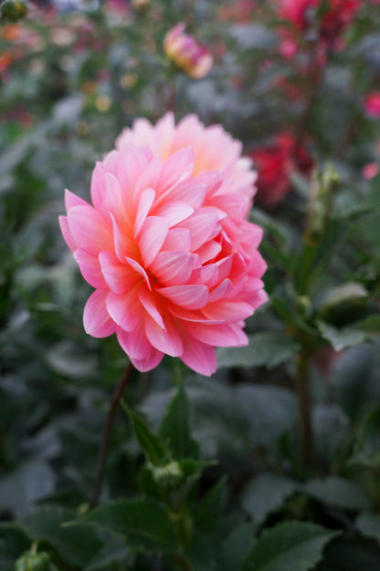 Ms Peachy Tuber