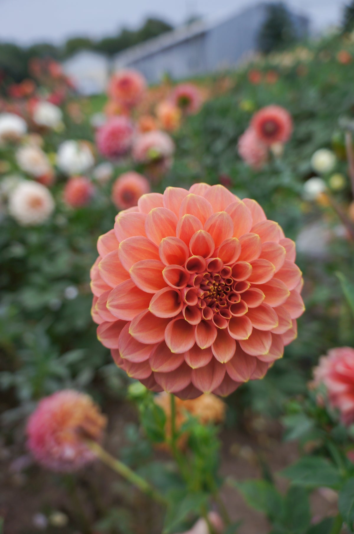 Peachy Parade Tuber