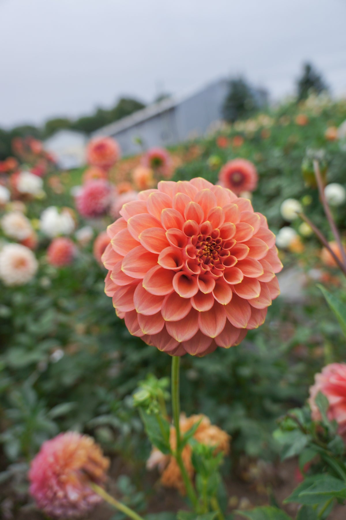 Peachy Parade Tuber