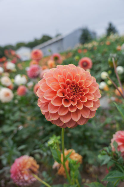 Peachy Parade Tuber