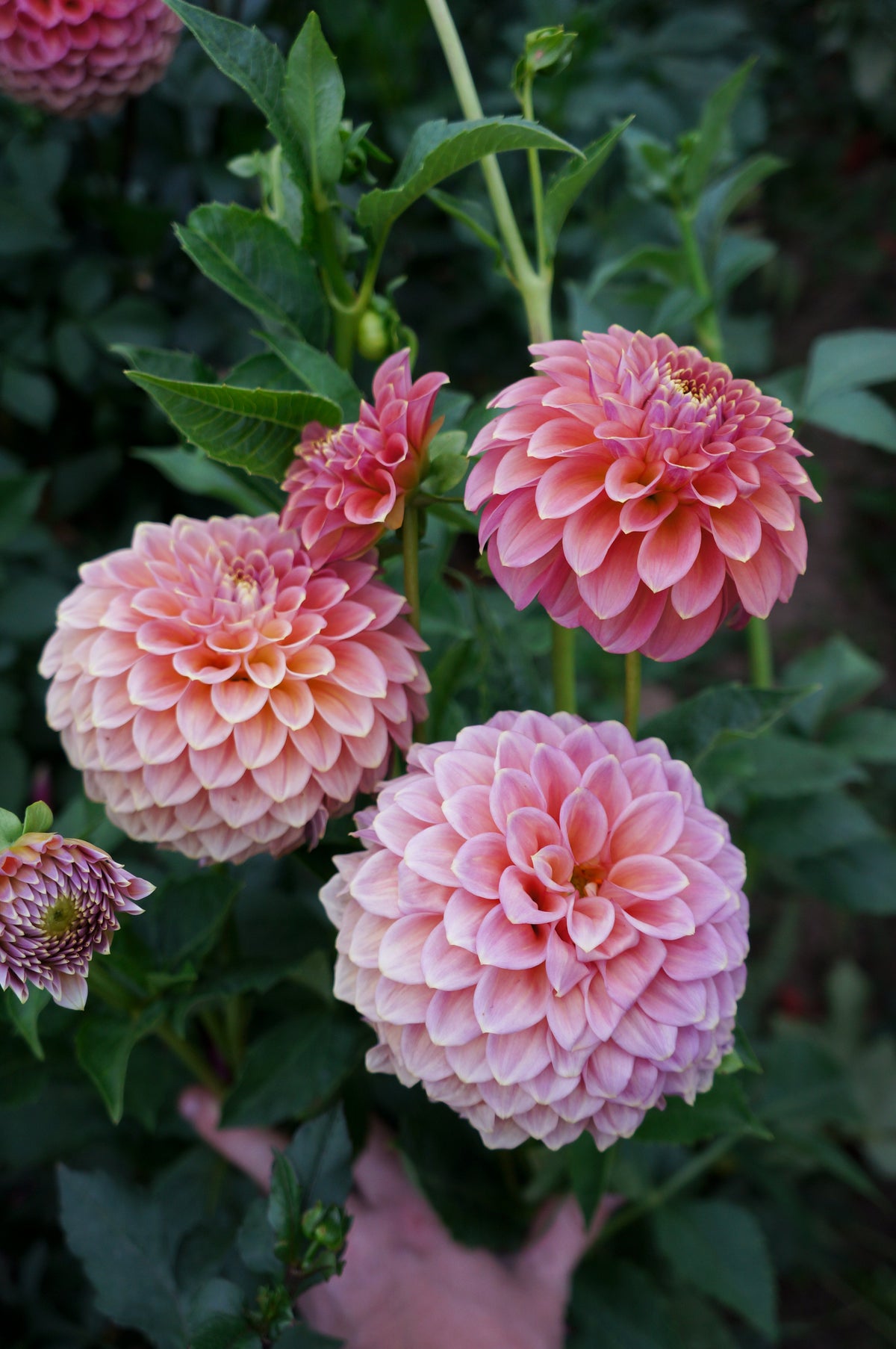 Peachy Parade Tuber
