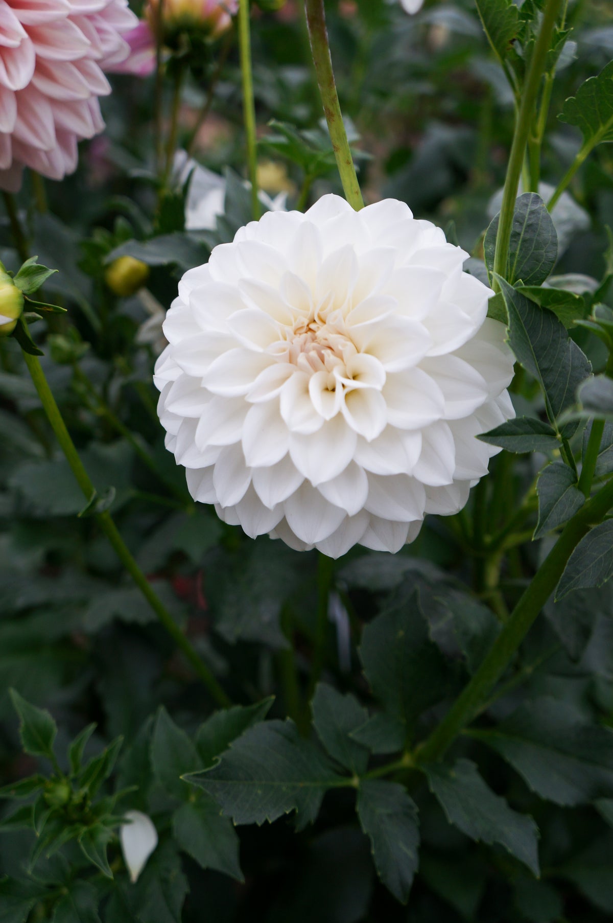 RF Alice Tuber