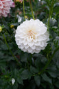 RF Alice Tuber