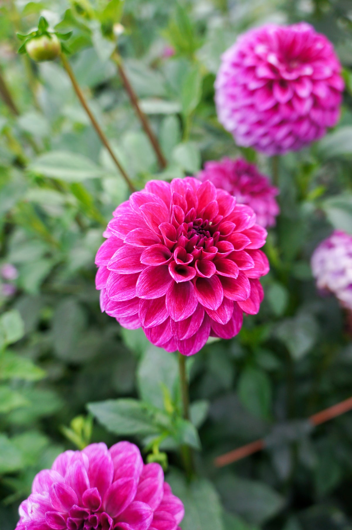 RM Berry Bliss Tuber