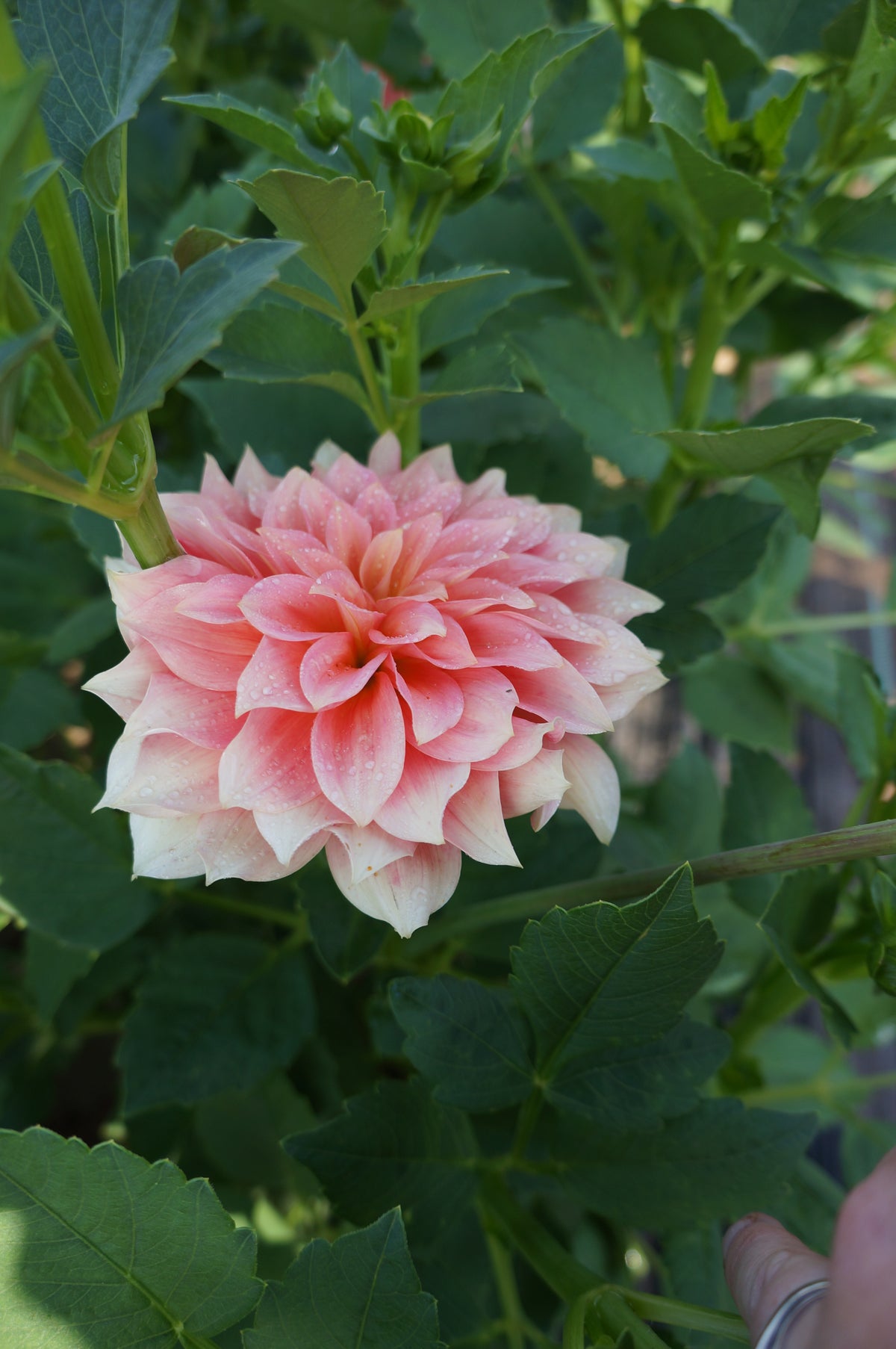 RM Peachy Pink
