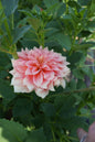 RM Peachy Pink