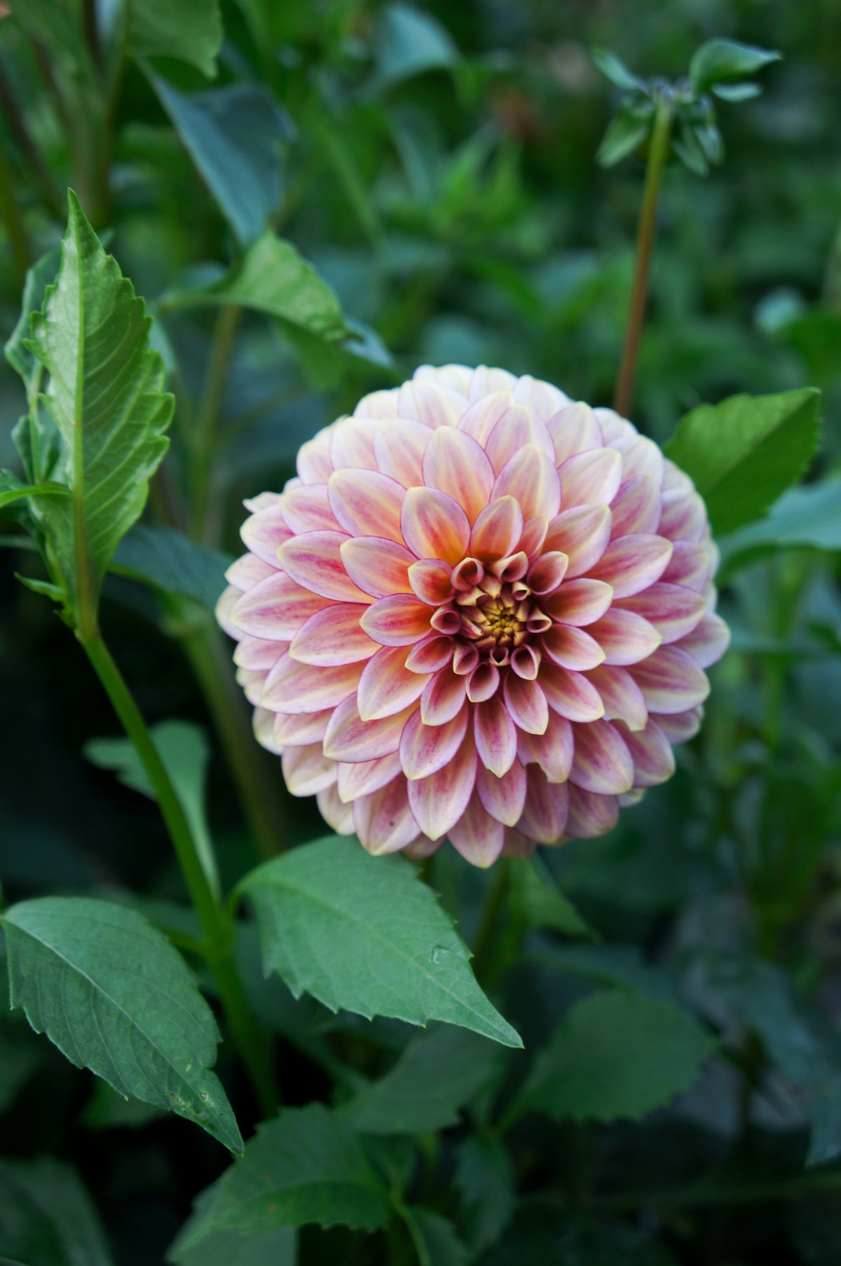 RM Raspberry Twinkle Tuber