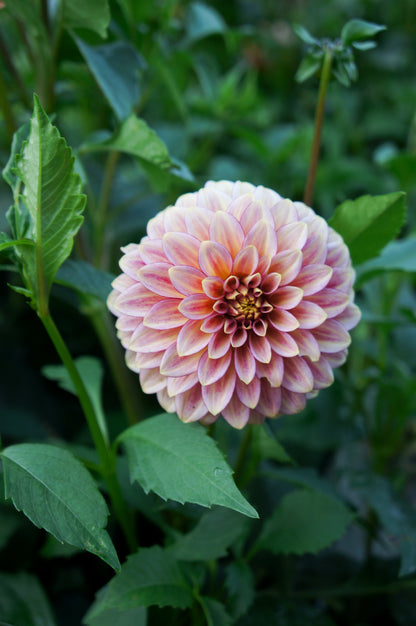 RM Raspberry Twinkle Tuber