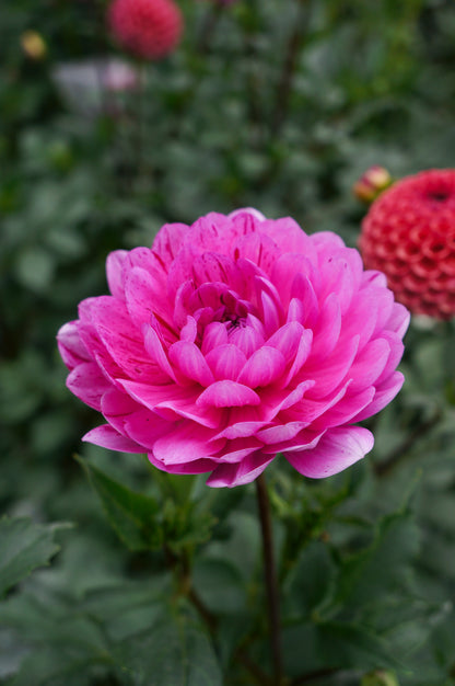 Sandia Cancan Tuber