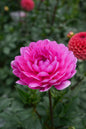 Sandia Cancan Tuber