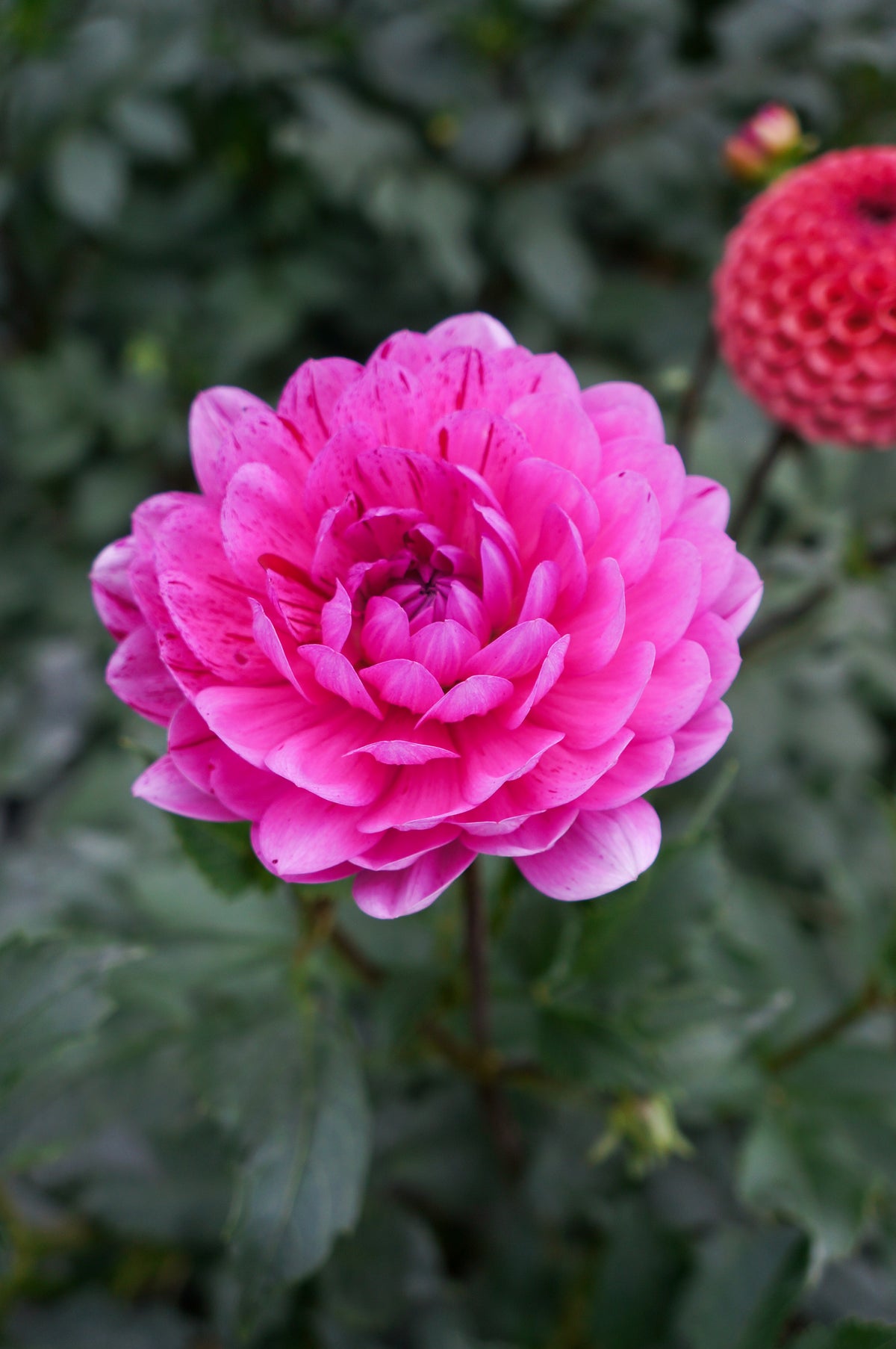 Sandia Cancan Tuber