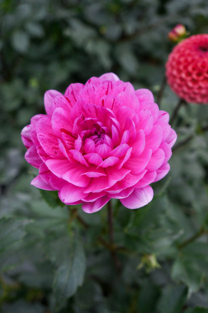 Sandia Cancan Tuber