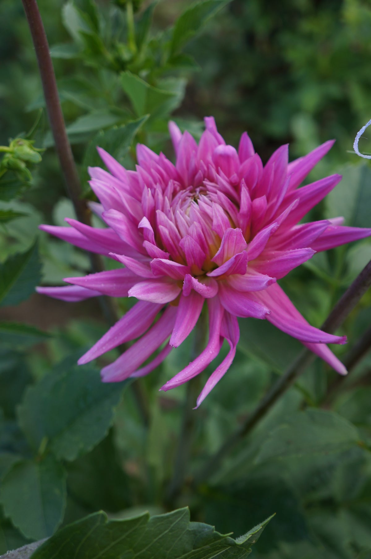 Sandia Barbie Tuber