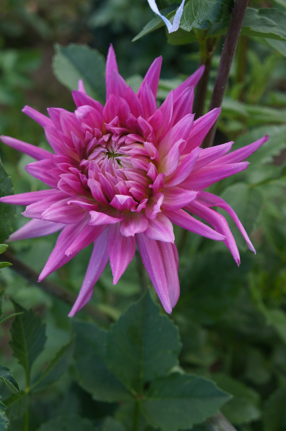Sandia Barbie Tuber